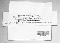 Hysterium pulicare image